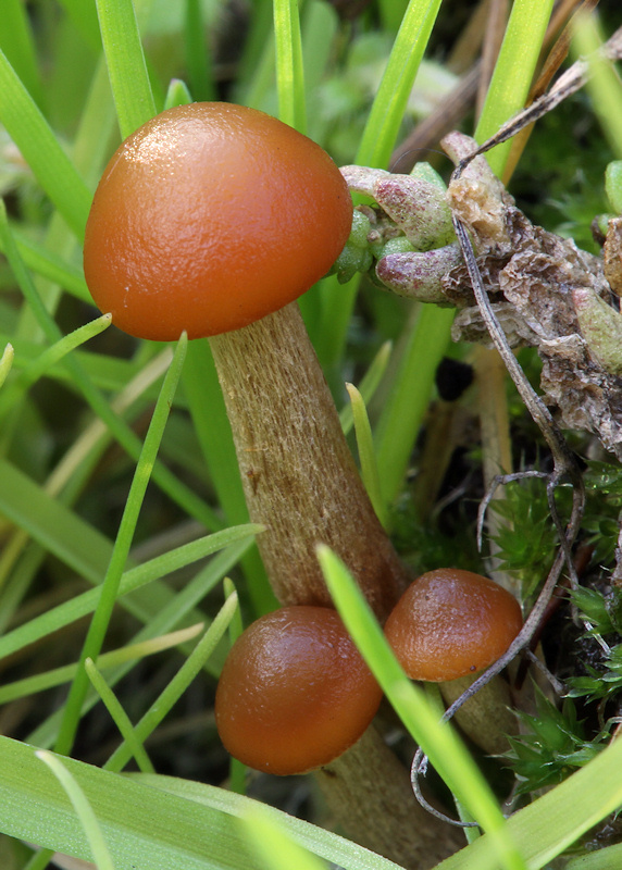 Herbst im Blumenkasten, die 2. Foto & Bild pflanzen, pilze & flechten