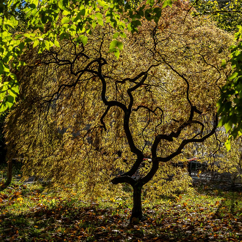 Herbst im Botanischen Garten