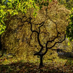 Herbst im Botanischen Garten