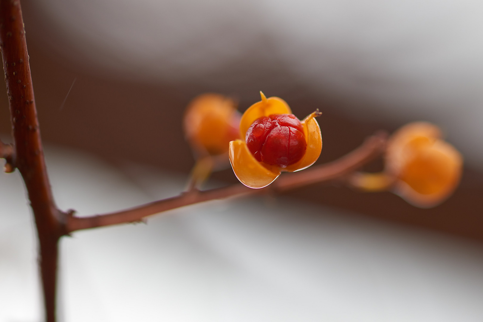 Herbst im Botanischen Garten