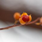 Herbst im Botanischen Garten