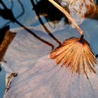 Herbst im Botanischen Garten 