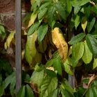 Herbst im Botanischen Garten