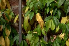 Herbst im Botanischen Garten