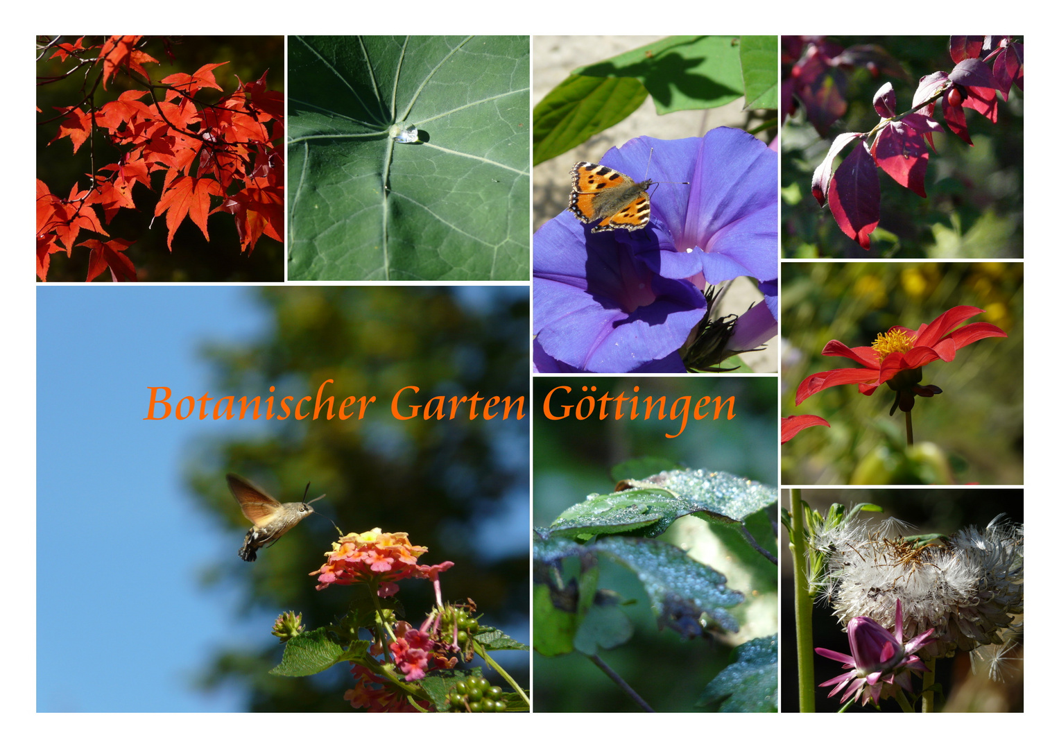 Herbst im Botanischen Garten