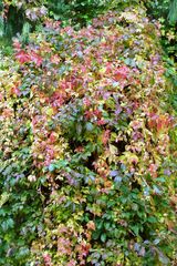 Herbst im Botanischen Garten