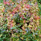 Herbst im Botanischen Garten