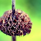 Herbst im Botanischen Garten Dresden