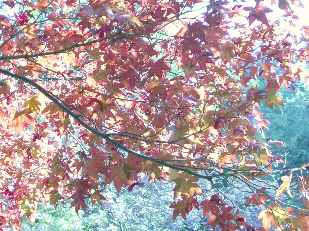 Herbst im botanischen Garten