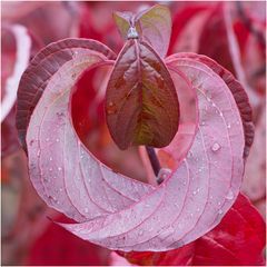 Herbst im Botanischen Garten I