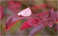 Herbst im Botanischen Garten II