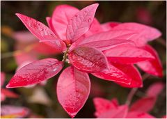 Herbst im Botanischen Garten III