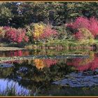 Herbst im Botanischen Garten in Berlin