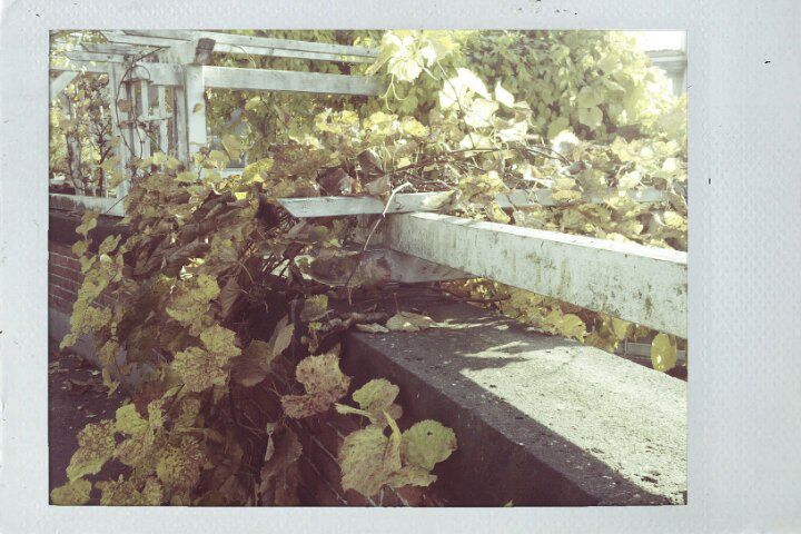 Herbst im Botanischen Garten in Berlin