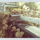 Herbst im Botanischen Garten in Berlin