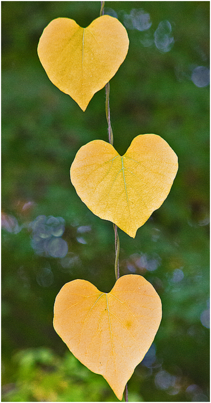 Herbst im Botanischen Garten IV