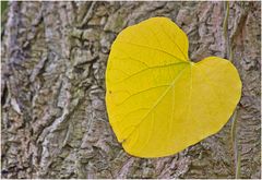 Herbst im Botanischen Garten V