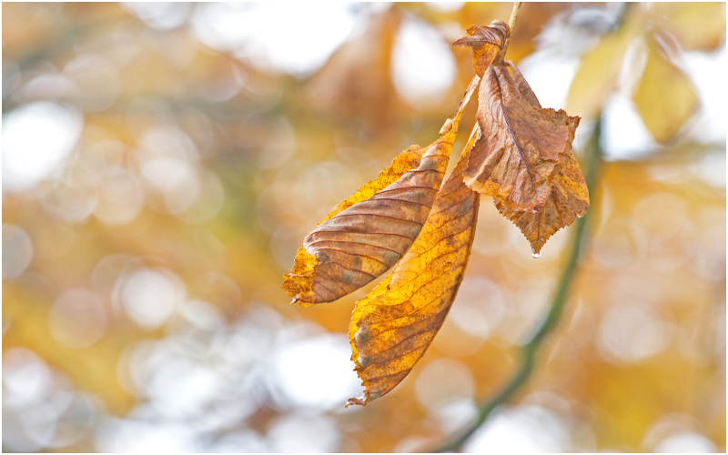 Herbst im Botanischen Garten V