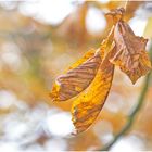 Herbst im Botanischen Garten V