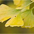 Herbst im Botanischen Garten VI