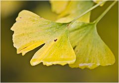 Herbst im Botanischen Garten VI