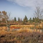 Herbst im Brackvenn ....