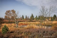 Herbst im Brackvenn ....