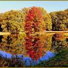 Herbst im Branitzer Park