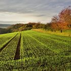 *Herbst im Brohltal*