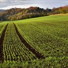 *Herbst im Brohltal II*