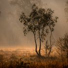 Herbst im Brook