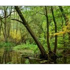 Herbst im Bruchwald