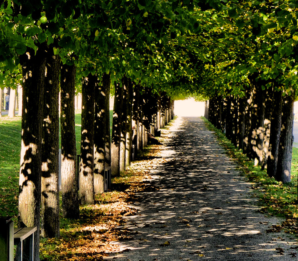 Herbst im Brühler Schlosspark