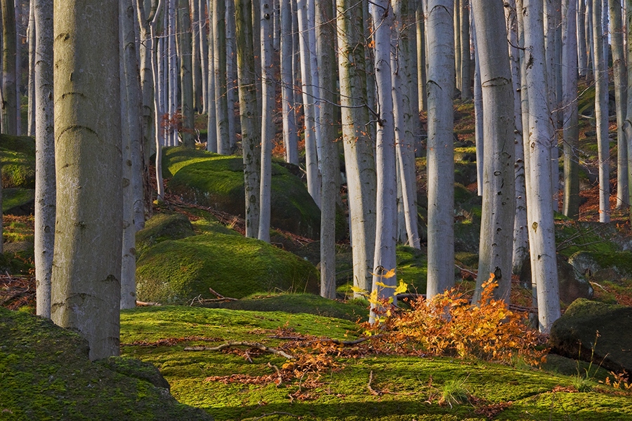 Herbst im Buchen-Wald