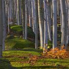 Herbst im Buchen-Wald