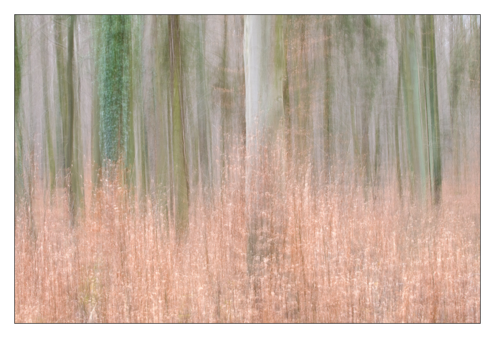 Herbst im Buchenwald