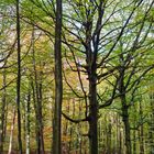 Herbst im Buchenwald