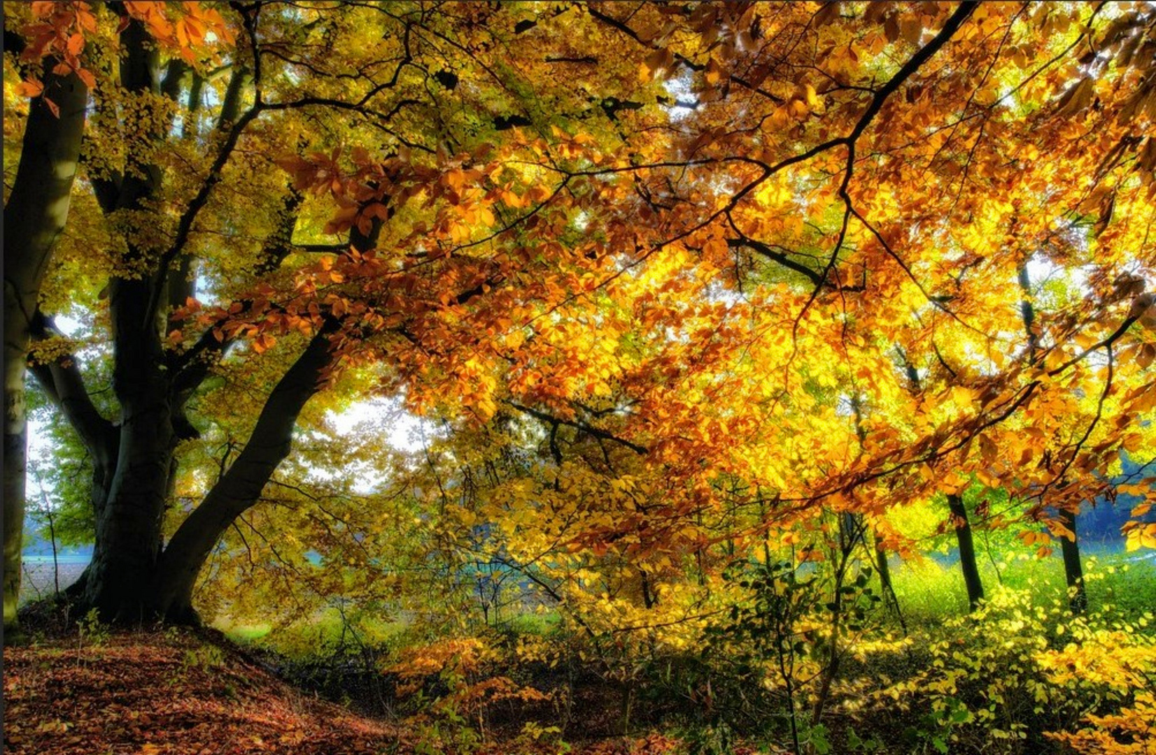 Herbst im Buchenwald