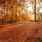 Herbst im Buchenwald (2)