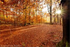 Herbst im Buchenwald (2)