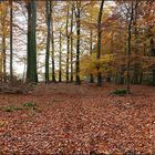 Herbst im Buchenwald