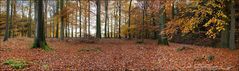 Herbst im Buchenwald