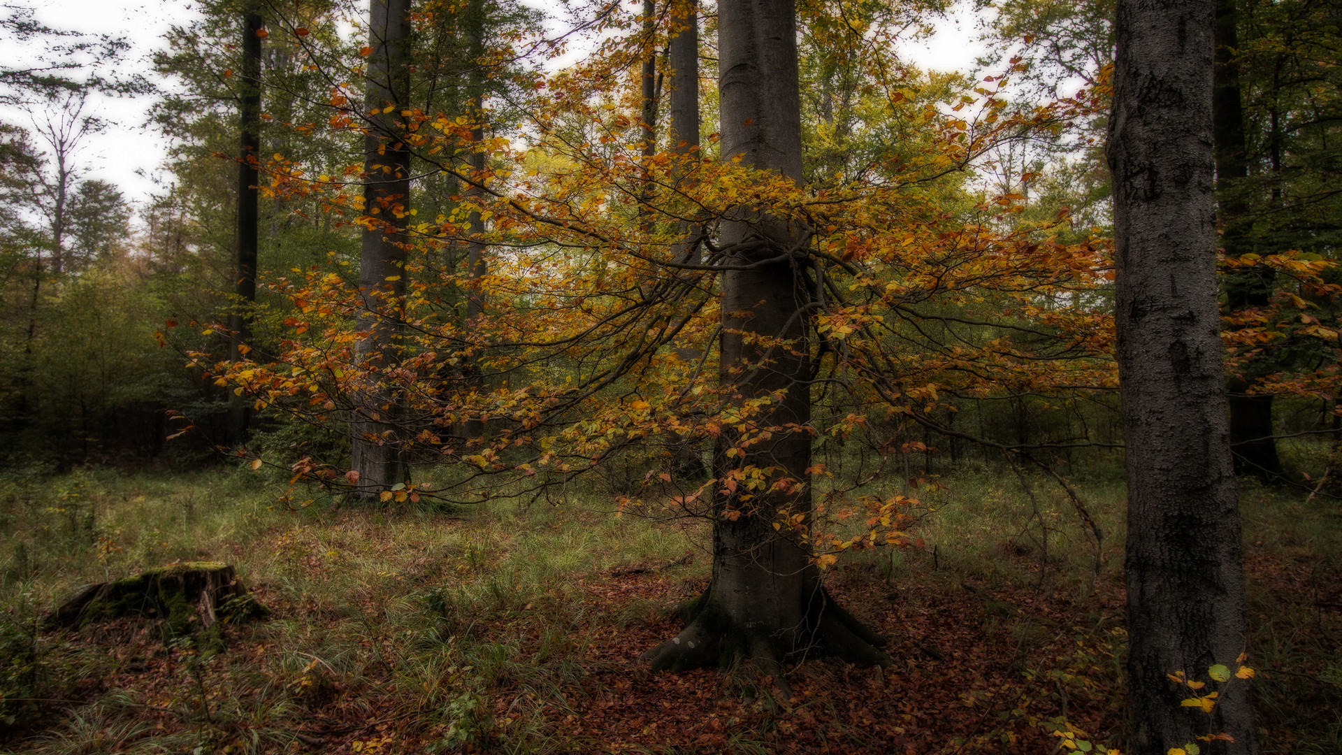 Herbst im Buchenwald