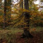 Herbst im Buchenwald