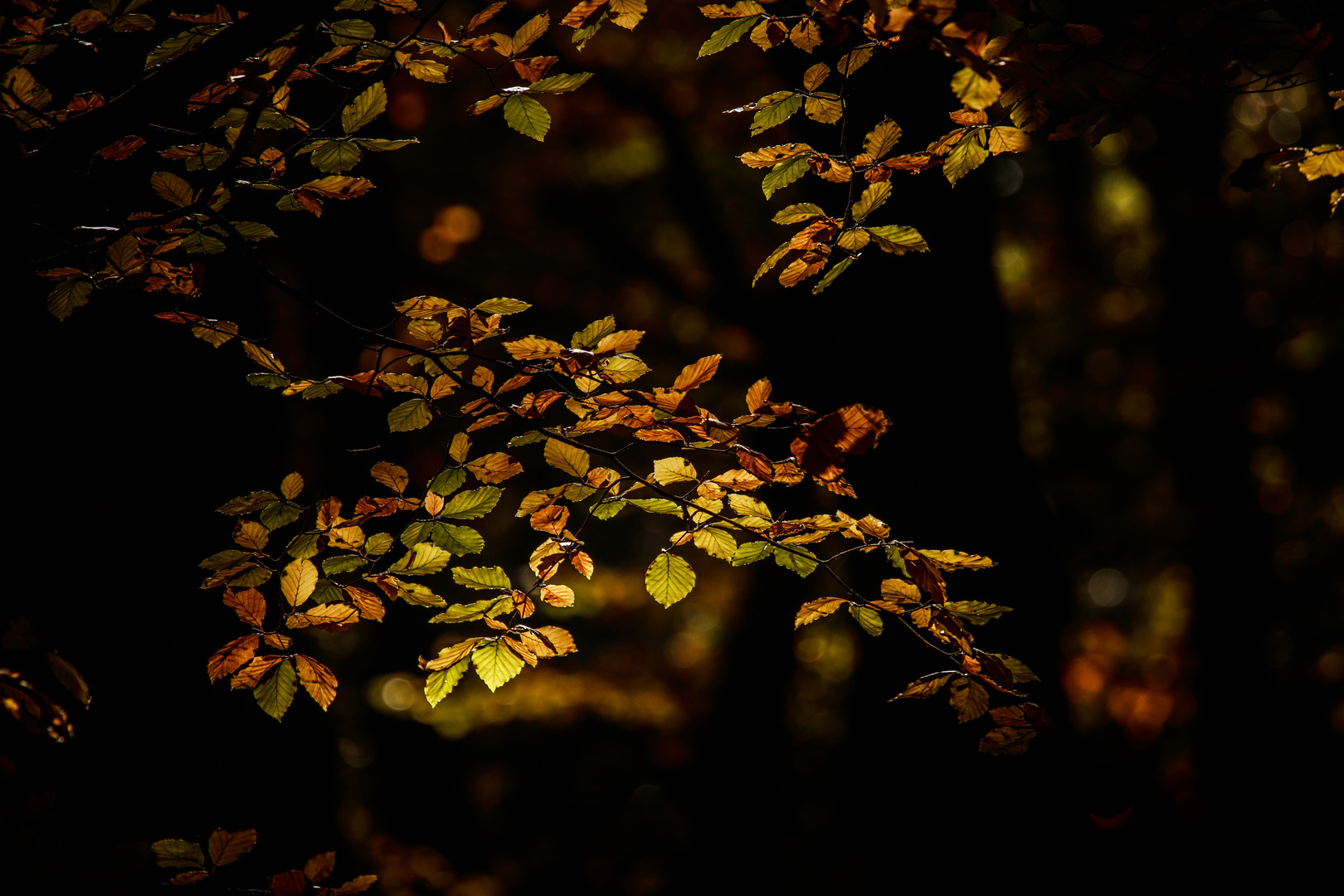 Herbst im Buchenwald