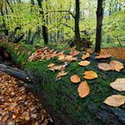 Herbst im Buchenwald