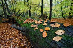 Herbst im Buchenwald