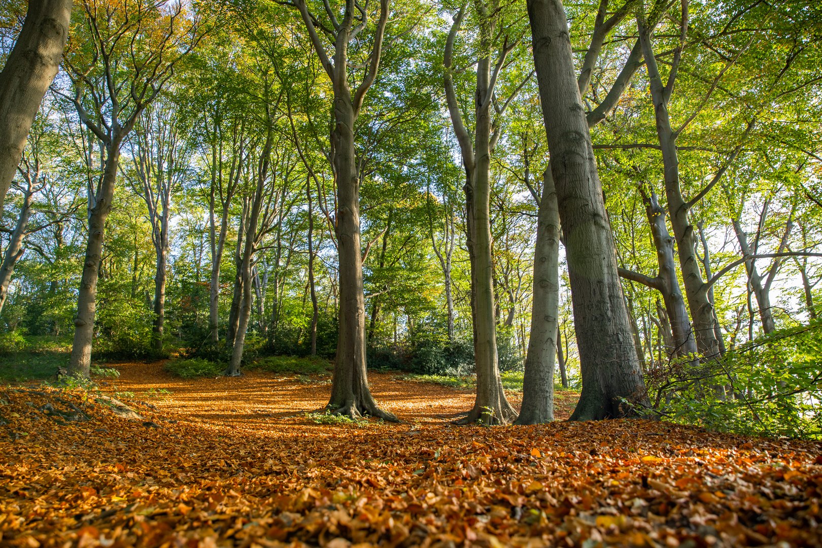 Herbst im Buchenwald