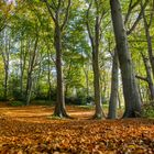 Herbst im Buchenwald