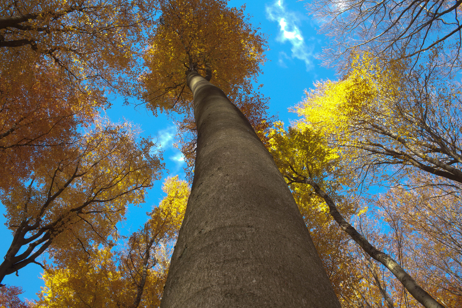 Herbst im Buchenwald